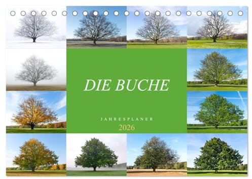 Die Buche: Jahresplaner 2026 (Tischkalender 2026 DIN A5 quer), CALVENDO Monatskalender: Vier Jahreszeiten der Rotbuche (CALVENDO Natur)