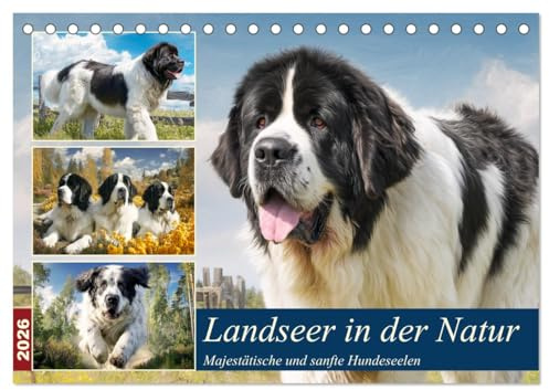 Landseer in der Natur. Majestätische und sanfte Hundeseelen (Tischkalender 2026 DIN A5 quer), CALVENDO Monatskalender: In diesen eindrucksvollen ... Stärke und sanfte Würde (CALVENDO Tiere)
