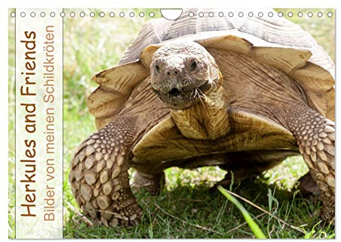 Herkules and Friends (Wandkalender 2026 DIN A4 quer), CALVENDO Monatskalender: Verscheidene Arten von an Land lebenden Schildkröten. (CALVENDO Tiere)