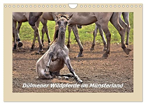 Dülmener Wildpferde im Münsterland (Wandkalender 2026 DIN A4 quer), CALVENDO Monatskalender: Lustige und außergewöhnliche Momente mit den Wildpferden im Merfelder Bruch (CALVENDO Tiere)