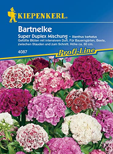 Kiepenkerl 4087 Bartnelke Duplika®, beliebte Bauerngartenblumen, intensives angenehmes Nelkenaroma, gute Schnittblume