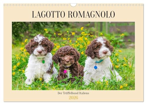 Lagotto Romagnolo - der Trüffelhund Italiens (Wandkalender 2026 DIN A3 quer), CALVENDO Monatskalender: 13 traumhafte Fotos von kleinen und großen ... der Rasse durch das Jahr (CALVENDO Tiere)