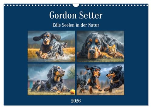 Gordon Setter. Edle Seelen in der Natur (Wandkalender 2026 DIN A3 quer), CALVENDO Monatskalender: Die stolze Eleganz und das feine Wesen der Gordon Setter in tollen Bildern (CALVENDO Tiere)
