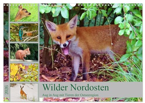 Wilder Nordosten - Aug in Aug mit Tieren der Ostseeregion (Wandkalender 2026 DIN A3 quer), CALVENDO Monatskalender: Tiere und Vögel an der Ostseeküste (CALVENDO Tiere)