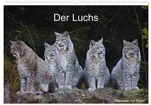 Der Luchs (Wandkalender 2026 DIN A2 quer), CALVENDO Monatskalender: Bilder vom Europäischen Luchs, lat. Lynx lynx. (CALVENDO Tiere)
