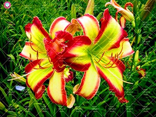 Shopmeeko 20 STÜCKE Taglilie Blumen pflanze Seltene Farbe Hybrid Hemerocallis Neue Taglilie Chinesische kräuterpflanze Mehrjährige essbare: 13