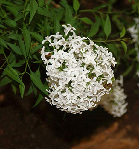 Weißer Persische Flieder 60-80cm - Syringa persica - lebende Gartenpflanze aus den Baumschulen