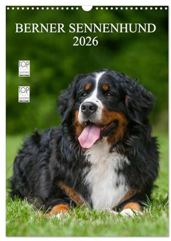 Berner Sennenhund 2026 (Wandkalender 2026 DIN A3 hoch), CALVENDO Monatskalender: Berner Sennenhunde auf 13 wundervollen Fotos (CALVENDO Tiere)