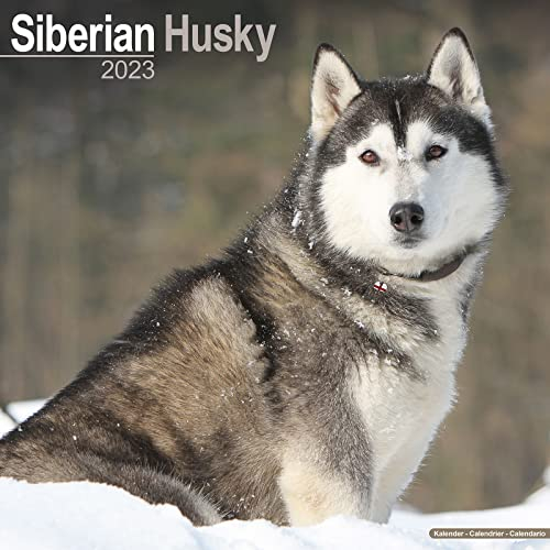 Siberian Husky - Sibirische Huskys 2023 - 16-Monatskalender: Original Avonside-Kalender [Mehrsprachig] [Kalender] (Wall-Kalender)