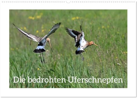 Die bedrohten Uferschnepfen (Wandkalender 2026 DIN A2 quer), CALVENDO Monatskalender: Naturdokumentation des ganz alltäglichen Lebens der Uferschnepfen. (CALVENDO Tiere)