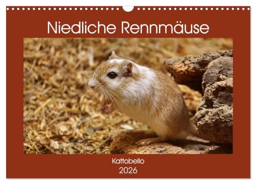 Niedliche Rennmäuse (Wandkalender 2026 DIN A3 quer), CALVENDO Monatskalender: Possierliche Heimtiere (CALVENDO Tiere)