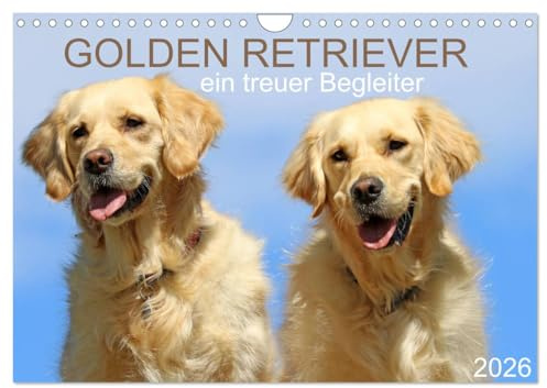 Golden Retriever ein treuer Begleiter (Wandkalender 2026 DIN A4 quer), CALVENDO Monatskalender: Golden Retriever begleiten Sie durch das Jahr (CALVENDO Tiere)