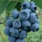 Myrtille Précoce Patriot 1L - Plante de Jardin, Arbres fruitiers - la Décoration Parfaite pour Votre Propriété - Pour les Débutants et les Jardiniers Professionnels