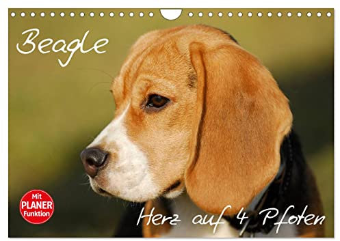 Beagle - Herz auf 4 Pfoten (Wandkalender 2025 DIN A4 quer), CALVENDO Monatskalender: Liebenswerte Schlappohren auf 13 wunderschönen Fotos (CALVENDO Tiere)