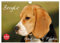 Beagle - Herz auf 4 Pfoten (Wandkalender 2025 DIN A4 quer), CALVENDO Monatskalender: Liebenswerte Schlappohren auf 13 wunderschönen Fotos (CALVENDO Tiere)