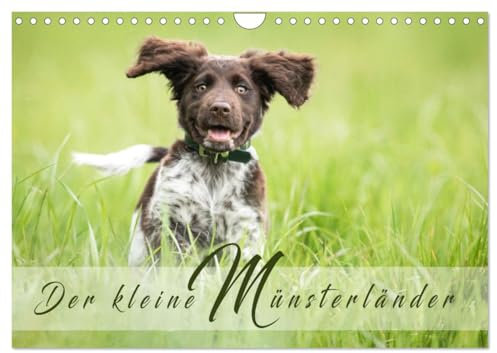 Der kleine Münsterländer (Wandkalender 2025 DIN A4 quer), CALVENDO Monatskalender: Entdecken Sie den Charme des Kleinen Münsterländers (CALVENDO Tiere)