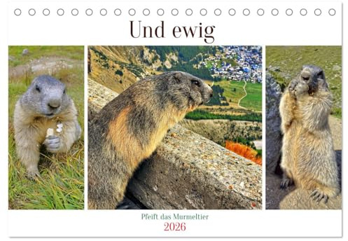 Und ewig pfeift das Murmeltier (Tischkalender 2026 DIN A5 quer), CALVENDO Monatskalender: Niedliche Alpenbewohner mit einem unverkennbaren Pfeifen (CALVENDO Tiere)