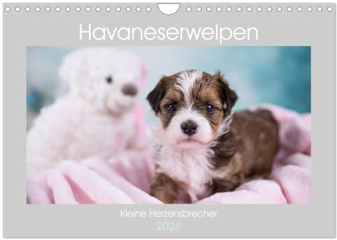 Havaneserwelpen - Kleine Herzensbrecher (Wandkalender 2026 DIN A4 quer), CALVENDO Monatskalender: Welpen, die sofort ihr Herz erobern werden! (CALVENDO Tiere)