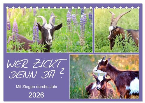 Wer zickt denn da? Mit Ziegen durchs Jahr (Tischkalender 2026 DIN A5 quer), CALVENDO Monatskalender: Freche Ziegen auf Wiesen und Weiden (CALVENDO Tiere)