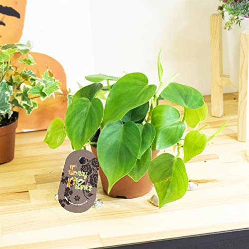 Easy Plants 1 Live Plant Heartleaf Sweetheart Plant Philodendron scandens Houseplant Evergreen in 12cm pot for Indoor Office Lush Garden Patio