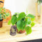 Easy Plants 1 Live Plant Heartleaf Sweetheart Plant Philodendron scandens Houseplant Evergreen in 12cm pot for Indoor Office Lush Garden Patio