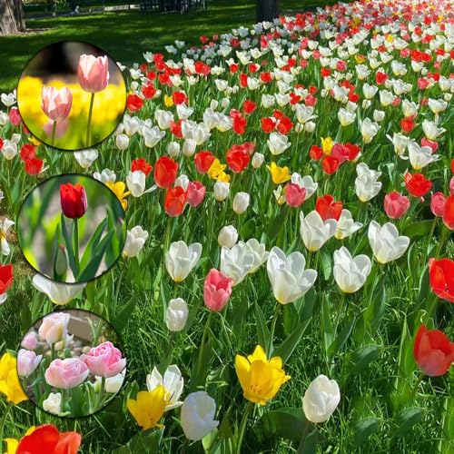 4 pcs tulpenzwiebeln balkon - winterharte stauden mehrjährig tulpen zwiebeln,tulpenzwiebel,Tulipa gesneriana, zimmerpflanze mittagsblume winterhart bienenfreund zwiebeln bodendecker