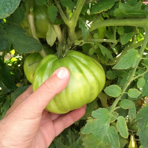 100 pcs ochsenherz tomatensamen bio gemüsesamen pflanztopf wintergemüse bio saatgut pflanze pflanze winterharte pflanzen für garten gemüsepflanzen topfpflanzen draußen winterhart