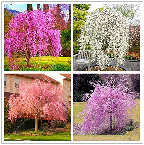 10 Stück/Beutel japanische Bonsai-Sakura-Baumsamen, weinende Kirschbäume, DIY-Gartensamen Zwerg-Sakura schöne Blumensamen 1