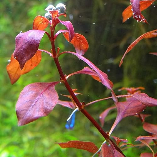 K2AQUA Ludwigia Mini Super Red Live Aquarium Plant Tropical Tank Vibrant Red Aquascaping Fast Growing