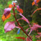 K2AQUA Ludwigia Mini Super Red Live Aquarium Plant Tropical Tank Vibrant Red Aquascaping Fast Growing Shrimp Safe