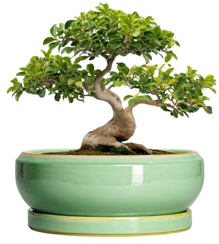 EPFamily Große Bonsai-Töpfe - 13 Zoll Keramik-Sukkulenten-Töpfe für Innen Außen, Keramik-Pflanzgefäß mit Ablaufloch und Untersetzer, flacher runder Pflanztopf, Gartendekor, Geschenke für Frauen Männer