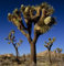 Seeds 15 Exotic seeds by Joshua Tree, Yucca Brevifolia Palm, cold hardy bracket var