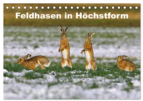 Feldhasen in Höchstform (Tischkalender 2026 DIN A5 quer), CALVENDO Monatskalender: Ausgewählte Bilder von Feldhasen in Aktion. (CALVENDO Tiere)