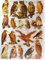 Glanzbilder Eule Uhu Falke EF 7333 Oblaten Posiebilder Scrapbook Deko GWI 318