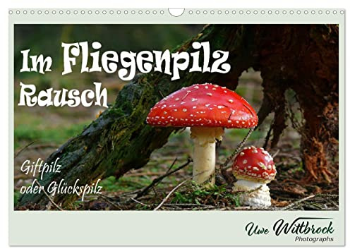 Im Fliegenpilz Rausch (Wandkalender 2026 DIN A3 quer), CALVENDO Monatskalender: Fliegenpilz ist Giftpilz und Glückspilz (CALVENDO Natur)
