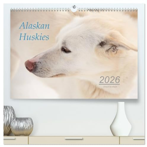 Alaskan Huskies (hochwertiger Premium Wandkalender 2026 DIN A2 quer), Kunstdruck in Hochglanz: Alaskan Huskies auf einer Hundeschlittenfarm im Norden Norwegens. (CALVENDO Tiere)