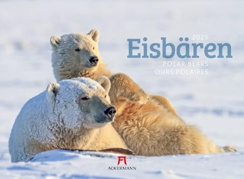 Eisbären Kalender 2025, Wandkalender im Querformat (45x33 cm) - Tierkalender