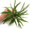 K2AQUA Hygrophila Siamensis Live Aquarium Plant Large Stem Freshwater Tropical Easy Care Low Maintenance Background