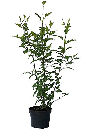 Grüner Garten Shop Roseneibisch Gartenhibiscus Eibisch syriacus Ardens helllila/fliederfarben gefüllt 40-60 cm