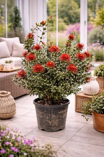 Metrosideros excelsa 80-100 cm – Neuseeländischer Weihnachtsbaum, exotische Kübelpflanze, immergrün, rote Blüten, Südseemyrte, Eisenholzbaum, winterhart bedingt, Terrasse & Balkon