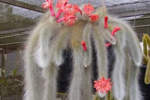 Monkey Tail Cactus 20+ Seeds Cleistocactus Colademononis