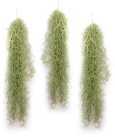 PLANDAIRE - Piante Tillandsia Usneoides - Tillandsias Capelli di Fata - Garofano Pianta - Pianta Figlia del Vento - Piante Senza Terra - Muschio Vero (3, 20-30 cm)