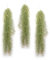 PLANDAIRE - Air Plant Tillandsien Usneoides - Feenhaar Weiß - Tillandsien Hängend – Hängepflanze – Hängedeko - Luftpflanzen Hängend - Feenhaar Weiß - Pflanze Ohne Erde (3, 20-30 cm)