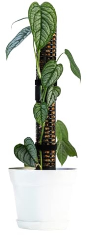 Monstera Moosstange - Pflanzenstütze für Kletterpflanzen im Innenbereich - Monstera Moosstange Zug zum Aufwachsen nach oben Unterstützung für Zimmerpflanzen