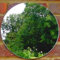 Servewell Round Garden Mirrors-10cm Diameter-Silver - Mirror