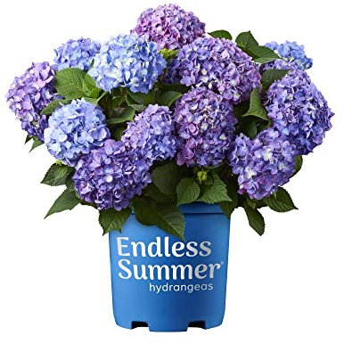 Hortensia Planta Natural de Grandes Flores Azules