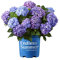 Hortensia Planta Natural de Grandes Flores Azules
