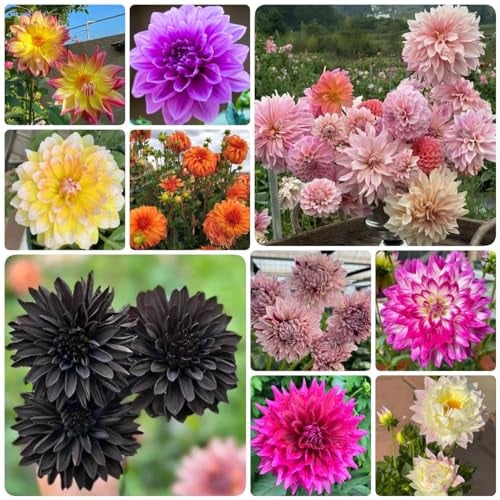 100 Pcs Dahlien Samen Winterhart - Gartendeko Für Draußen, Balkonpflanzen, Dahlia Pinnata, Blumenmischung Blumendeko, Pflanzen Für Sonnige Plätze Seltene Pflanzen, Wohnzimmer Deko