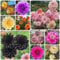100 Pcs Dahlien Samen Winterhart - Gartendeko Für Draußen, Balkonpflanzen, Dahlia Pinnata, Blumenmischung Blumendeko, Pflanzen Für Sonnige Plätze Seltene Pflanzen, Wohnzimmer Deko