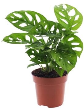Monstera | Lochpflanze | 30cm | mit Topf wählbar